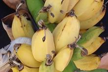 Apple bananas